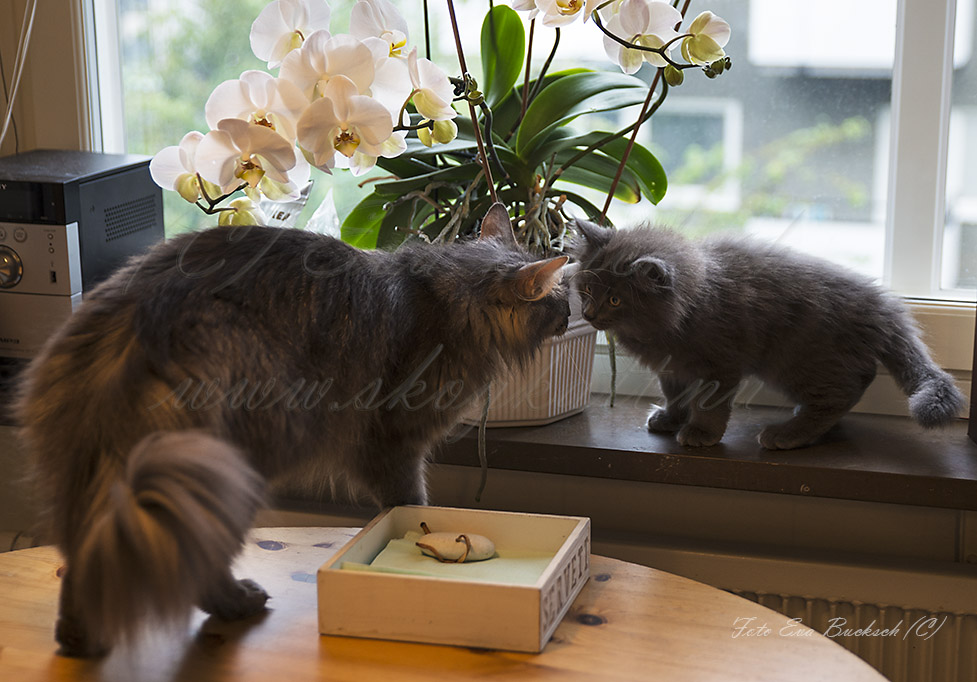 Huldrelandets norska skogkatter